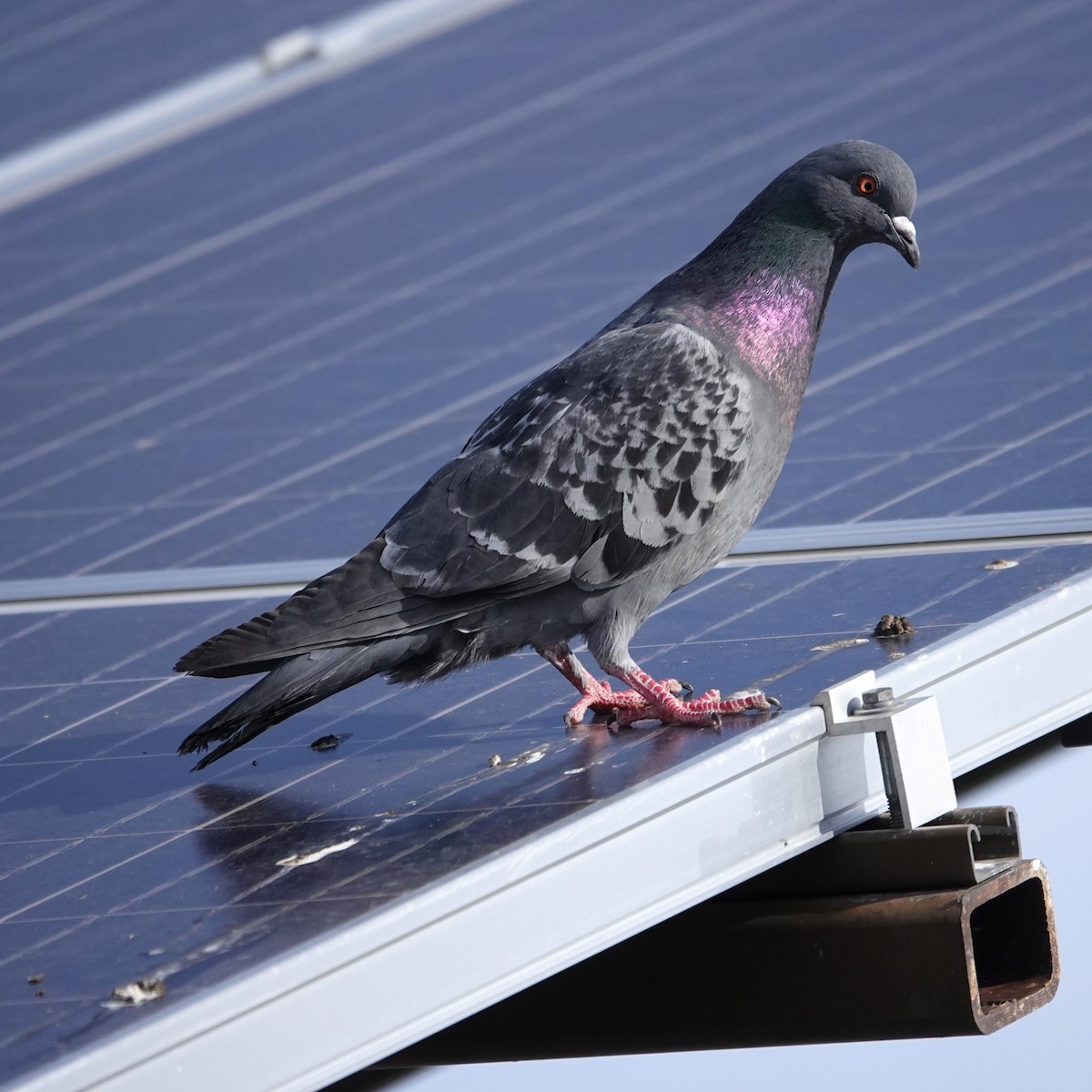 Rock Pigeon (Feral Pigeon) - George Ho