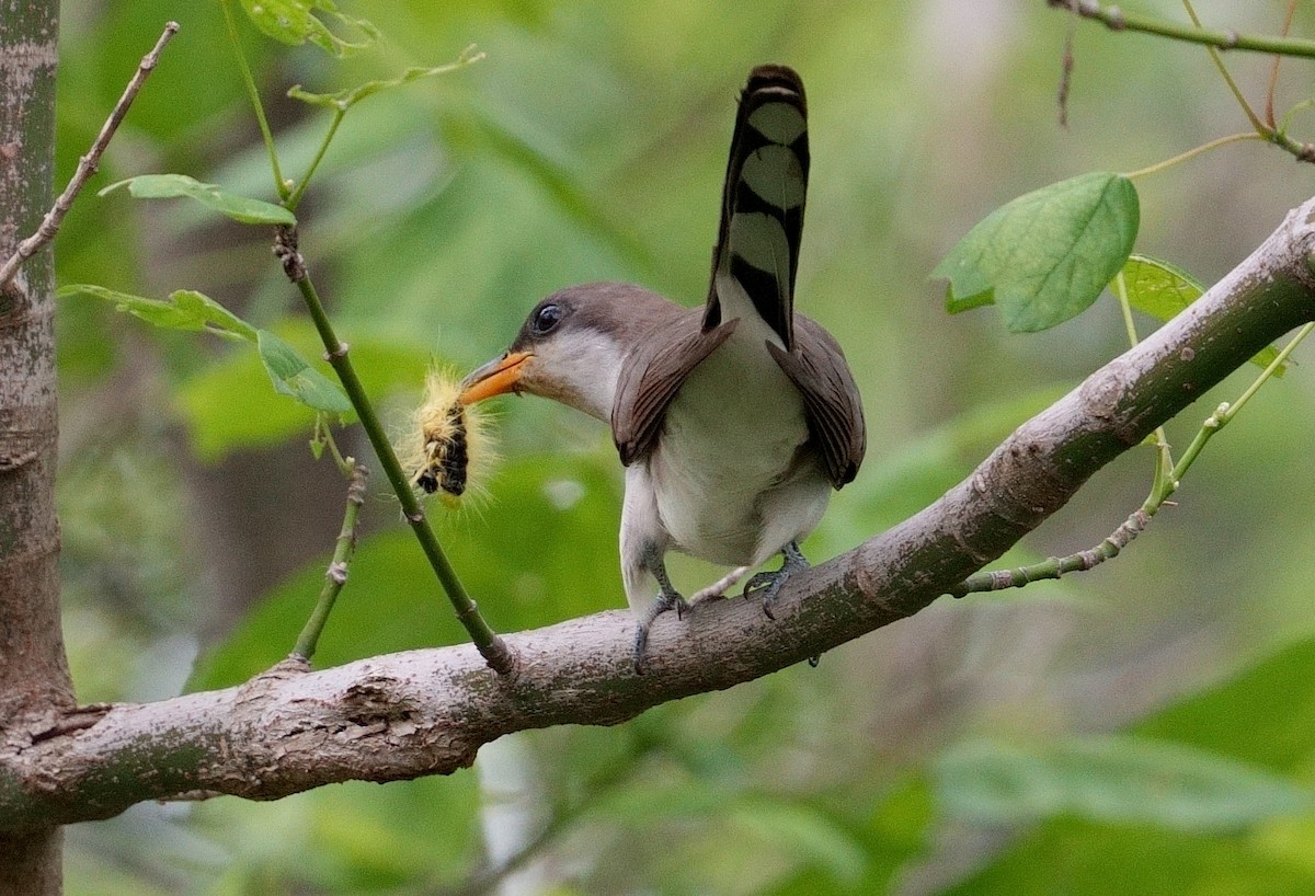 Yellow-billed Cuckoo - Bill Thompson