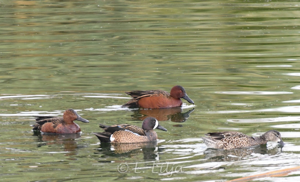 Cinnamon Teal - ML618833464