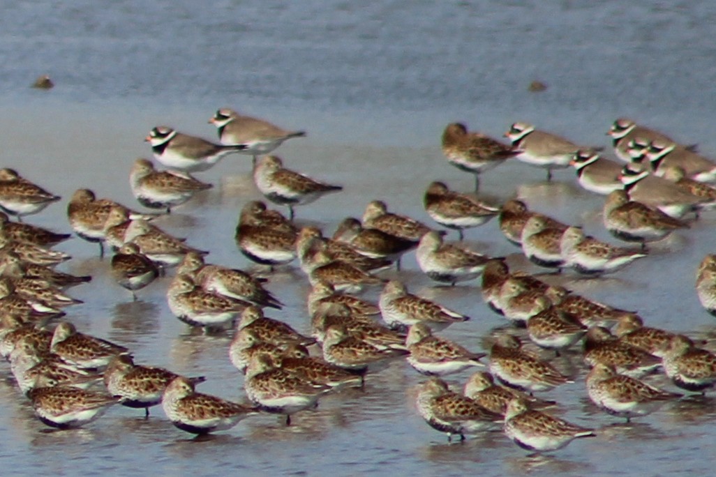 Common Ringed Plover - Miguel Appleton