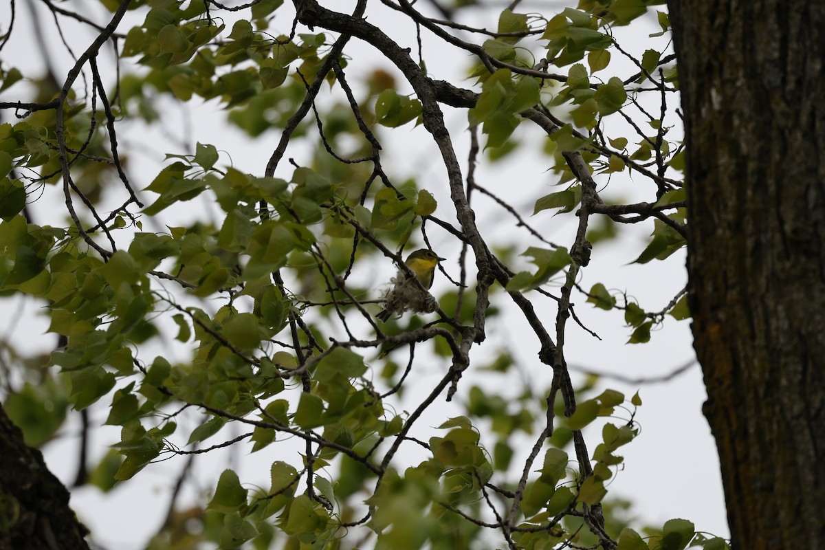 Yellow-throated Vireo - Lonny Garris