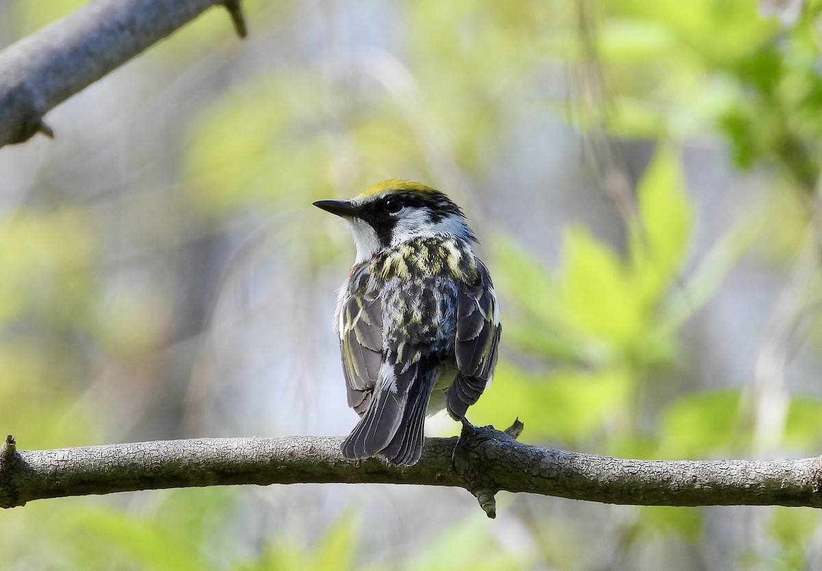 Chestnut-sided Warbler - ML618833476