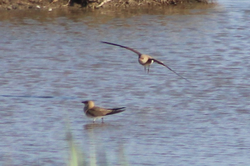 Collared Pratincole - Miguel Appleton