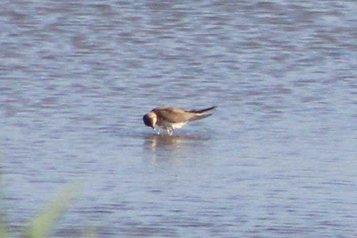 Collared Pratincole - Miguel Appleton