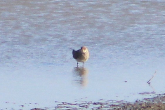 Collared Pratincole - Miguel Appleton