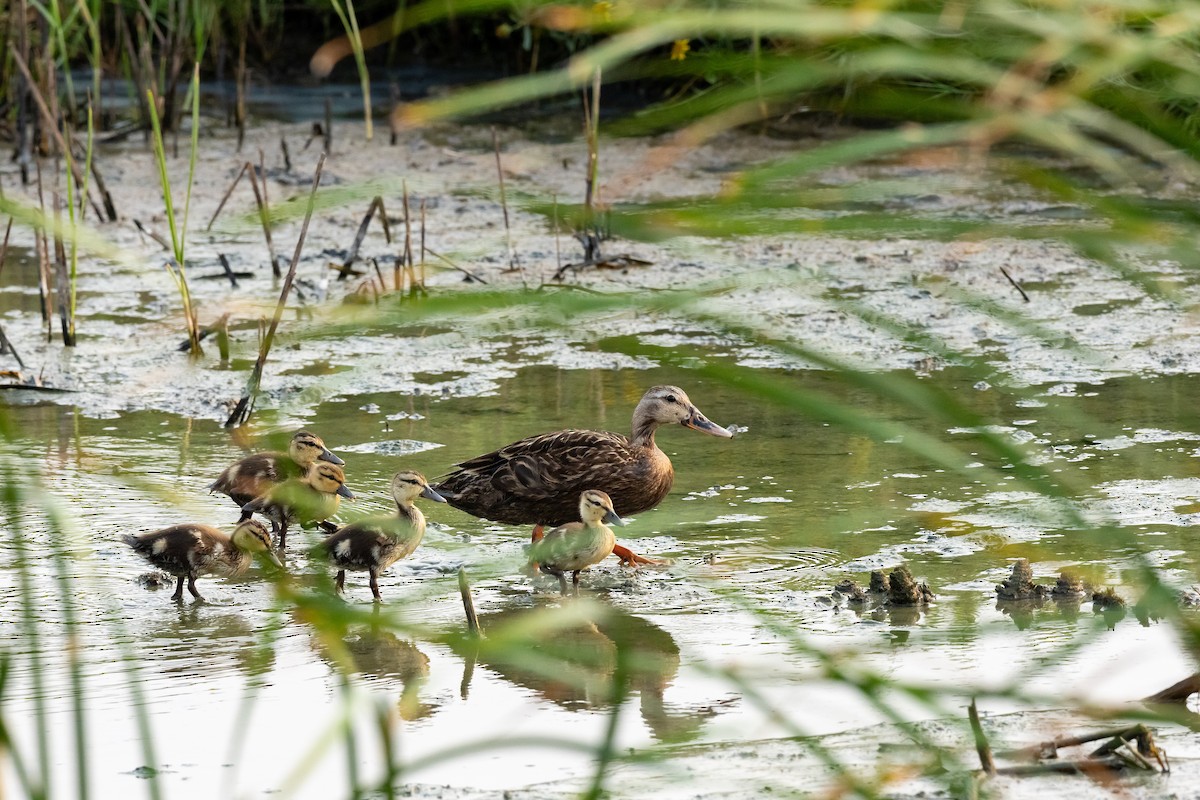 Mottled Duck - ML618833499