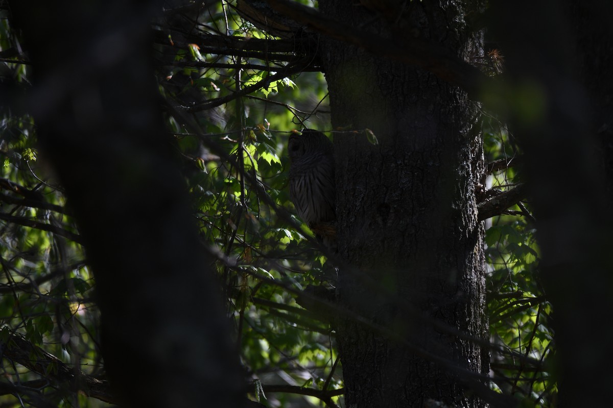 Barred Owl - Samuel Guiles