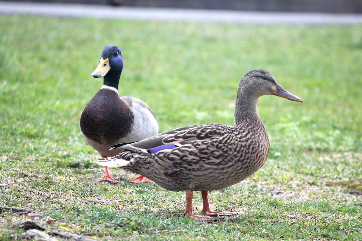 Mallard - kathleen shuet