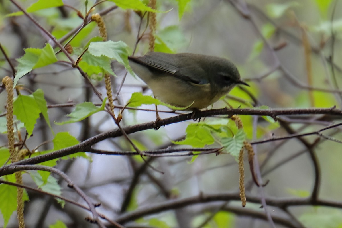 Black-throated Blue Warbler - Cindy Gimbert