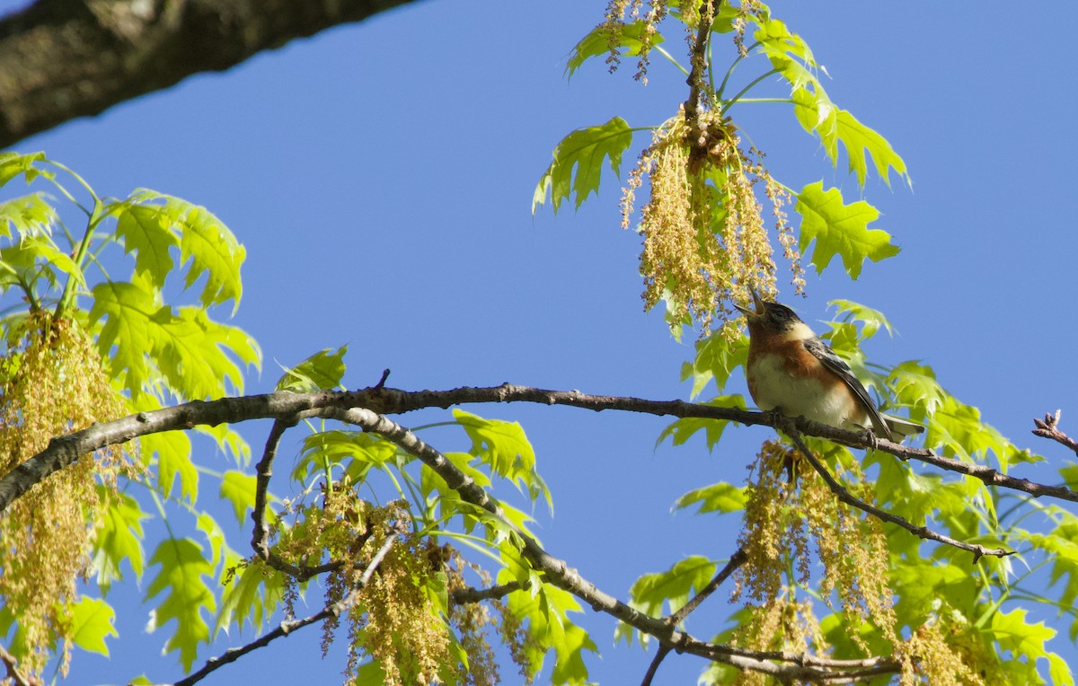 Bay-breasted Warbler - Will Sweet