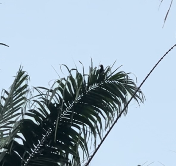 Crested Oropendola - Yerald Gómez