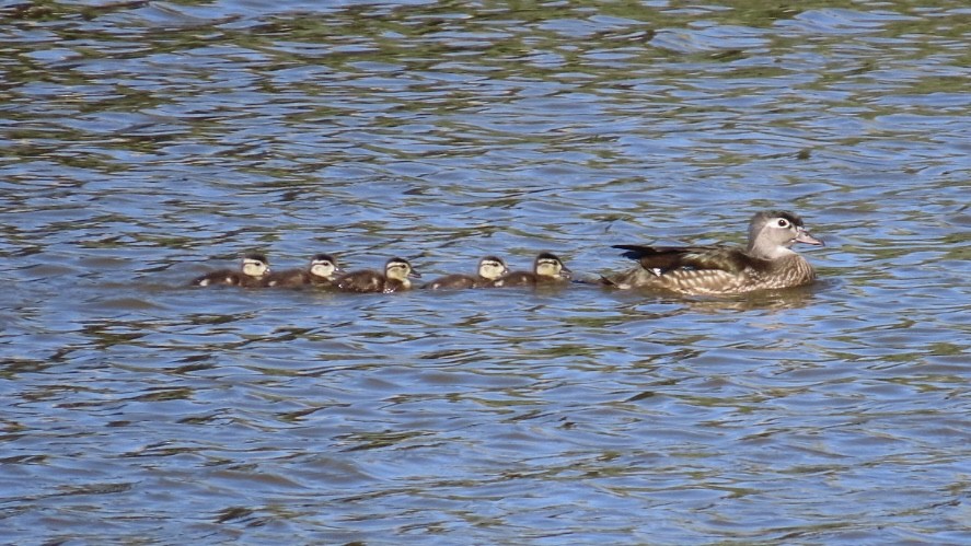 Wood Duck - ML618833554