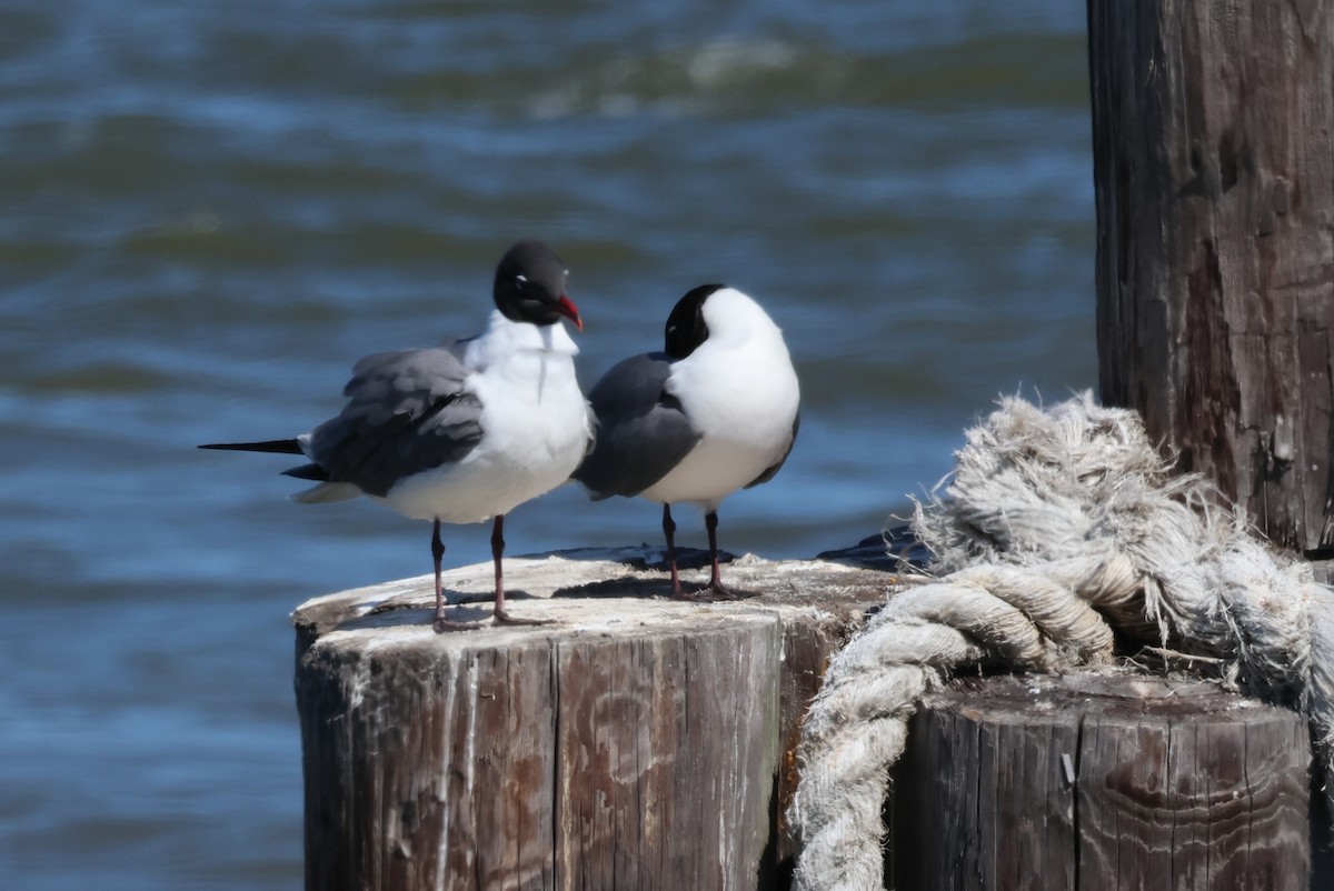 Laughing Gull - ML618833569