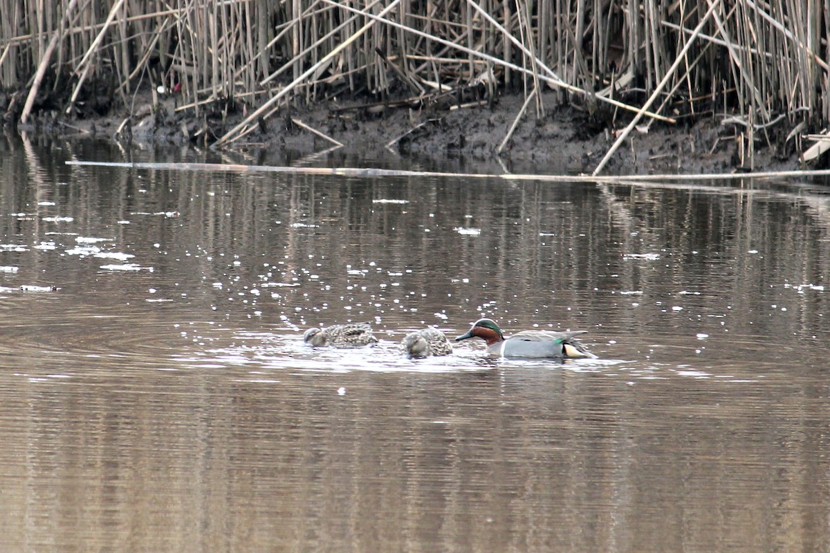 Green-winged Teal - kathleen shuet