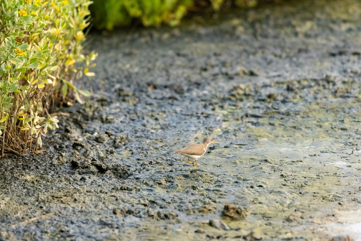 Spotted Sandpiper - Jason Page