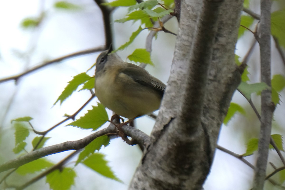 Black-throated Blue Warbler - Cindy Gimbert