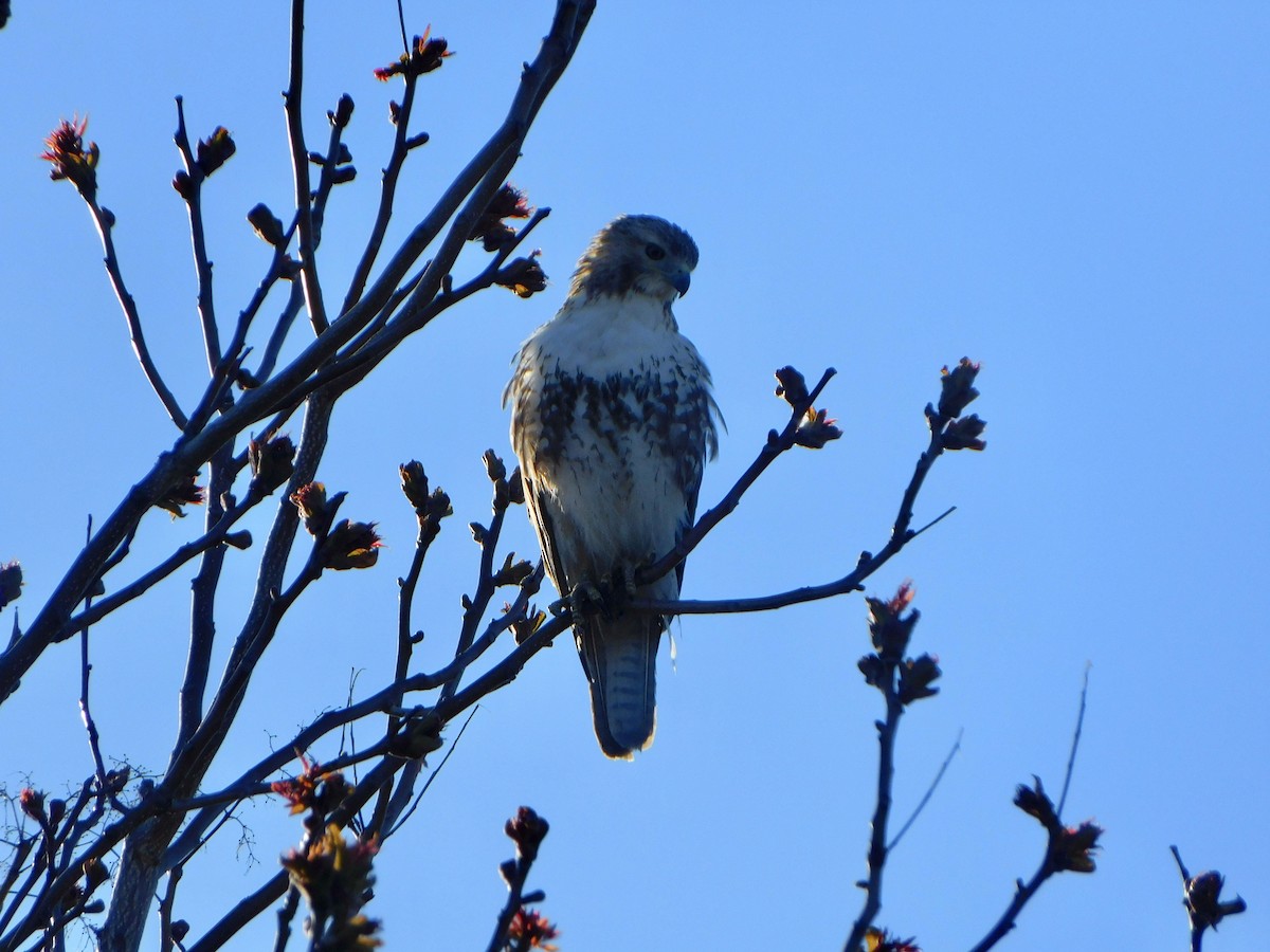 Red-tailed Hawk - Tim E.