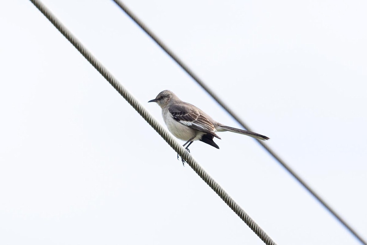 Northern Mockingbird - Janis Stone