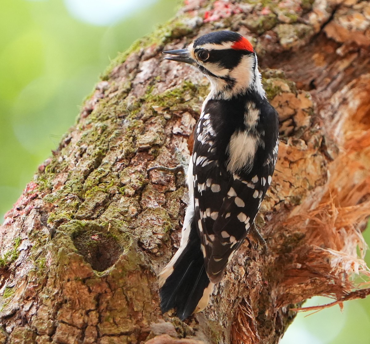 Downy Woodpecker - Dave Bowman