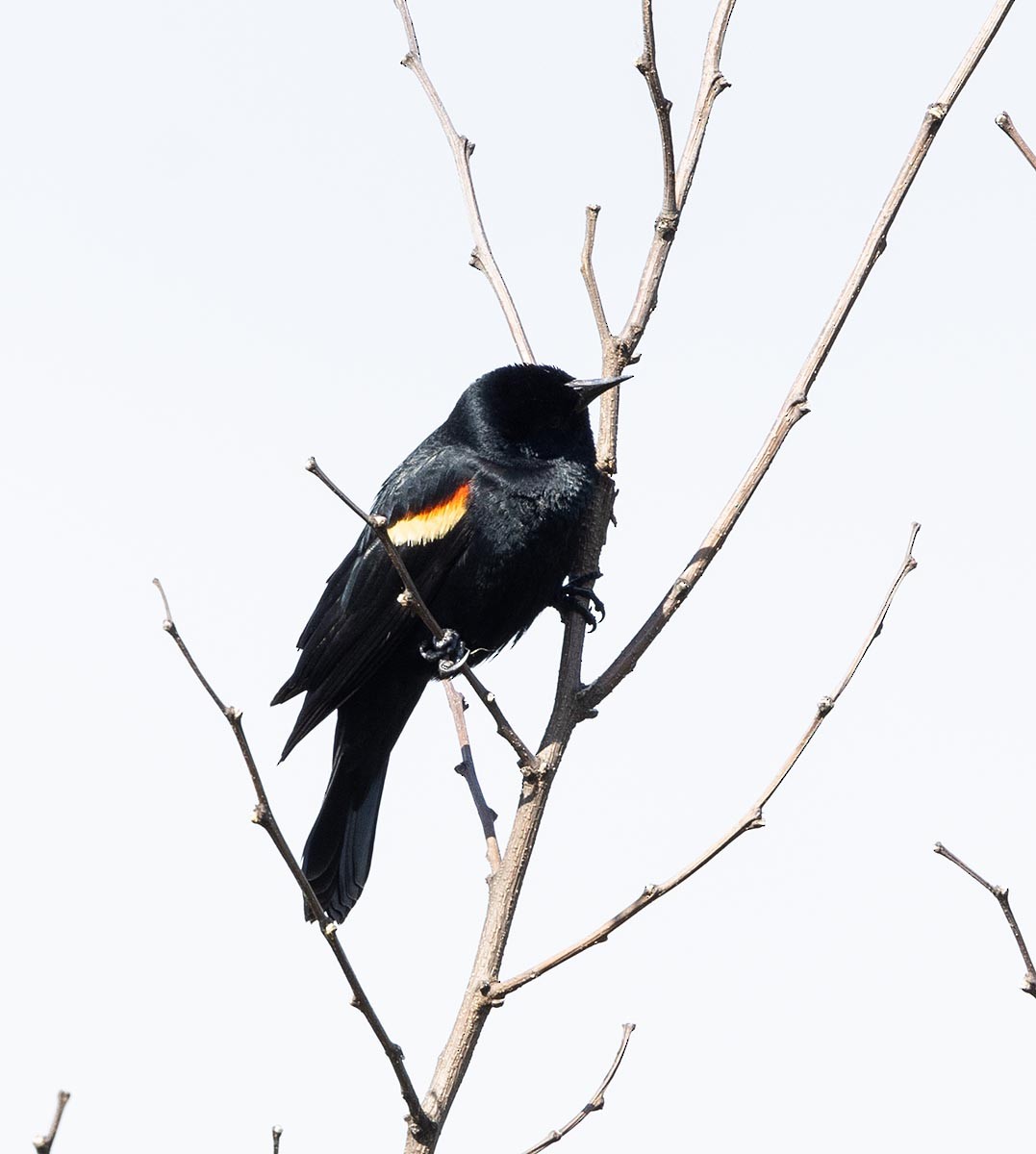 Red-winged Blackbird - Janis Stone