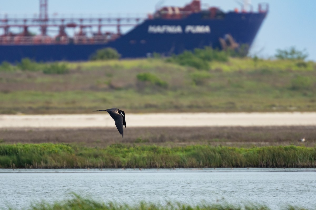 Magnificent Frigatebird - Jason Page