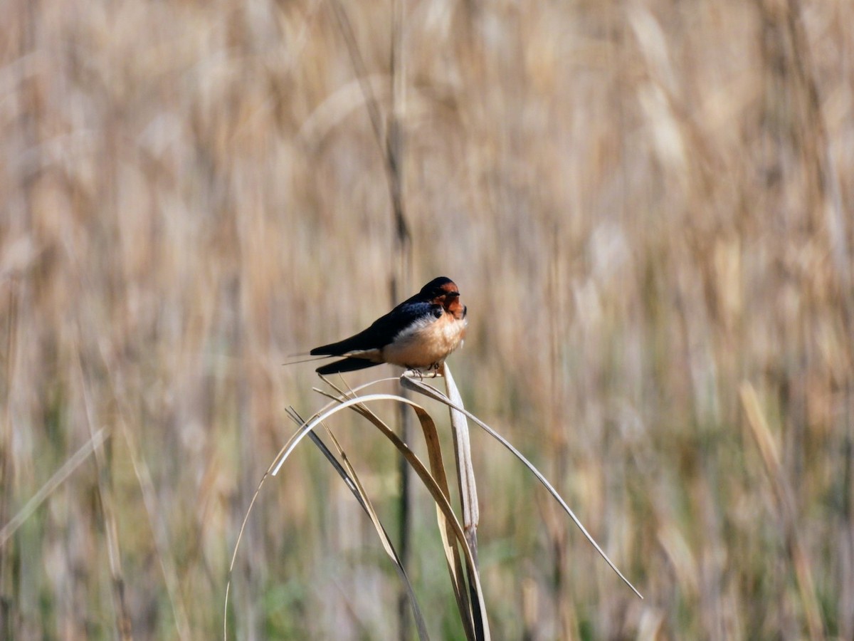 Barn Swallow - Kristy Eleftheriou