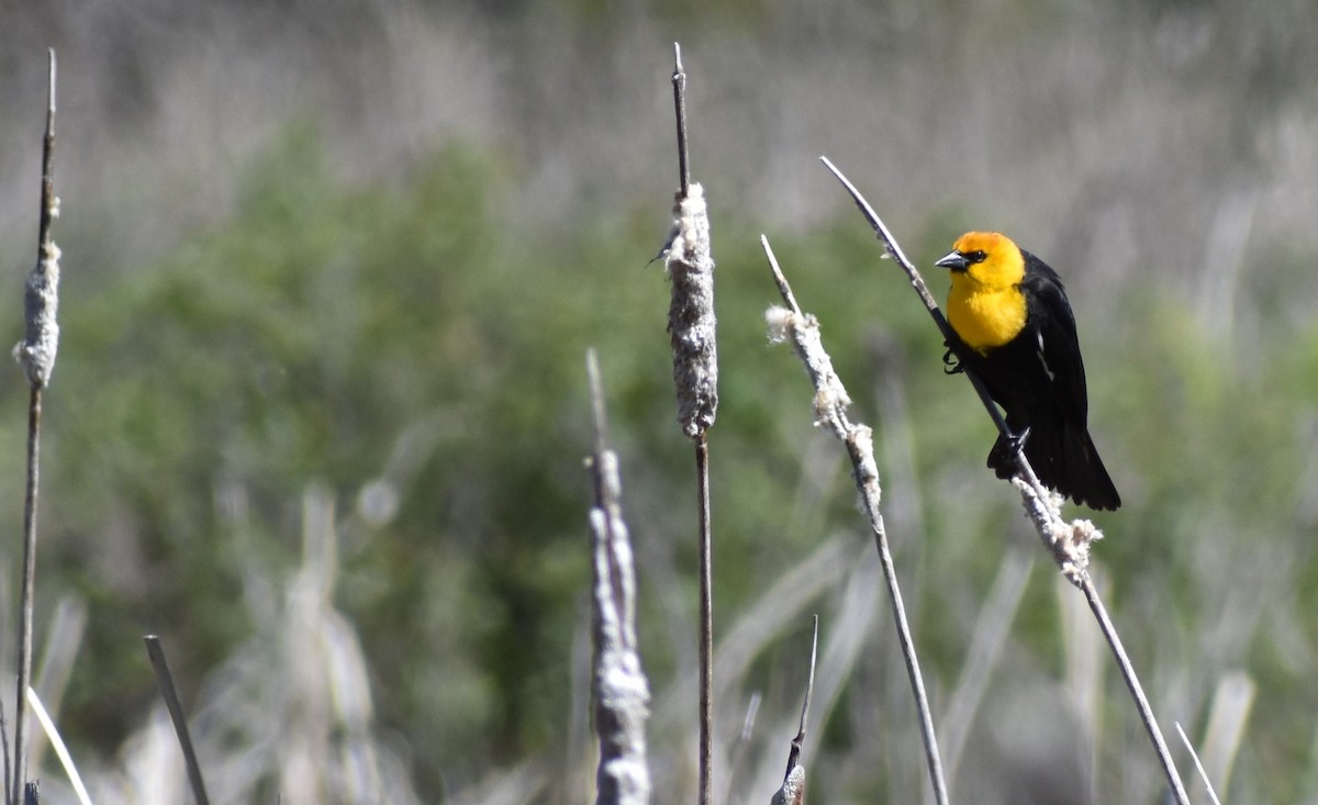 Yellow-headed Blackbird - Pat Jamieson