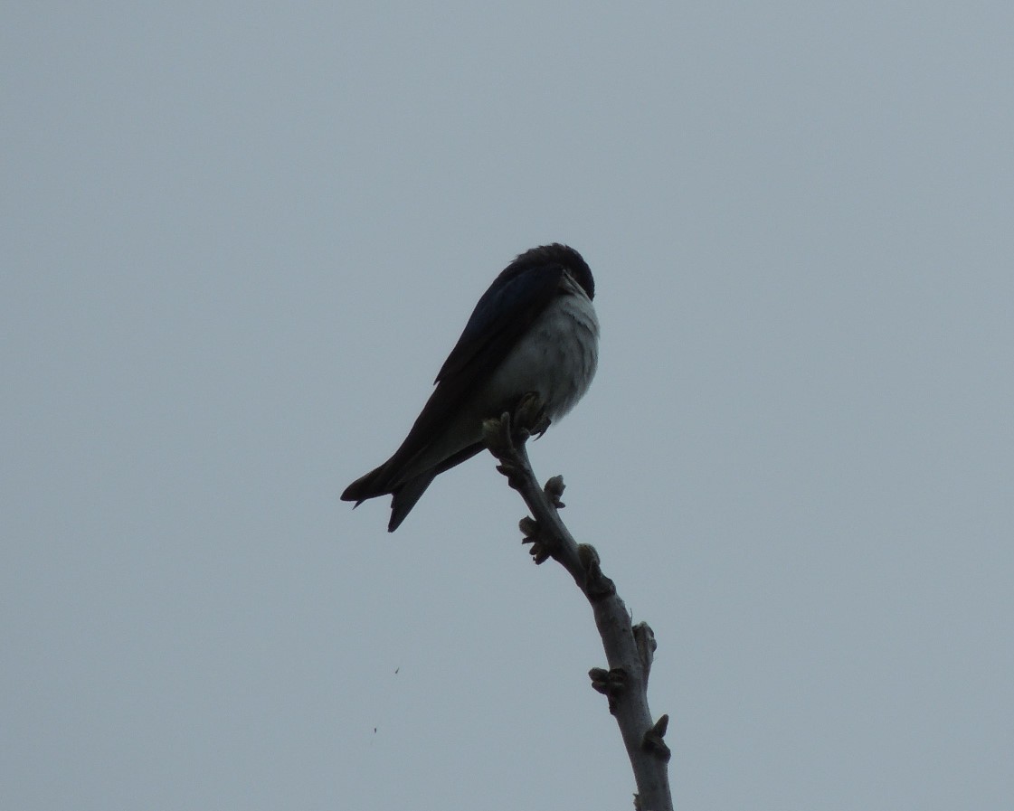 Tree Swallow - James Harding