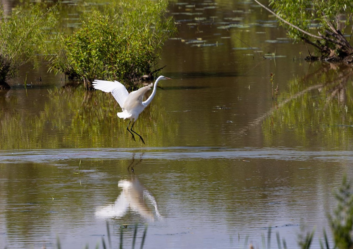 Great Egret - Janis Stone