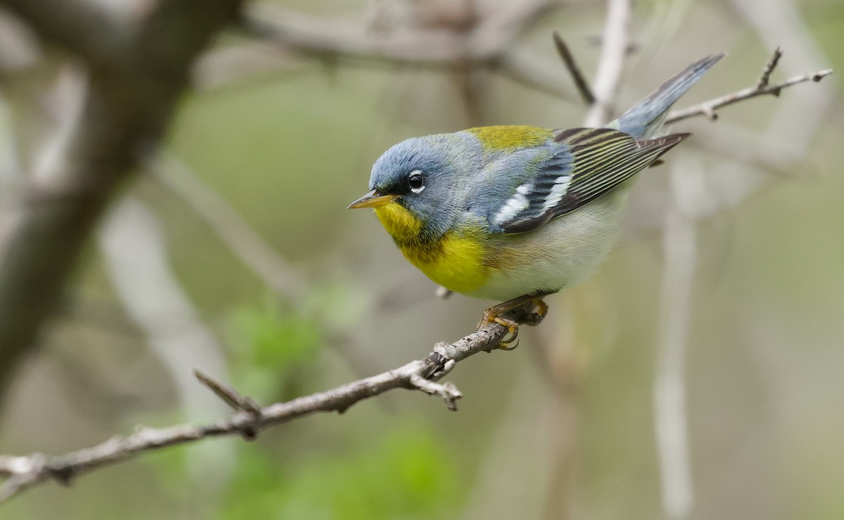 Northern Parula - Will Sweet