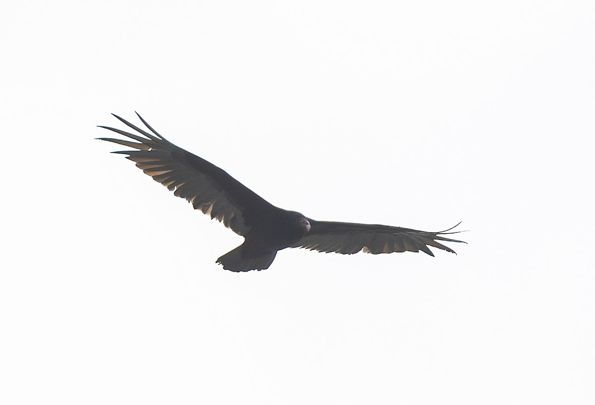 Turkey Vulture - ML618833672