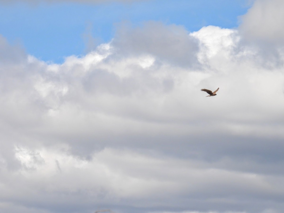 Northern Harrier - Donna DeJong