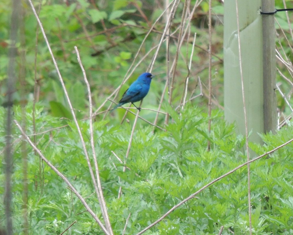 Indigo Bunting - James Harding