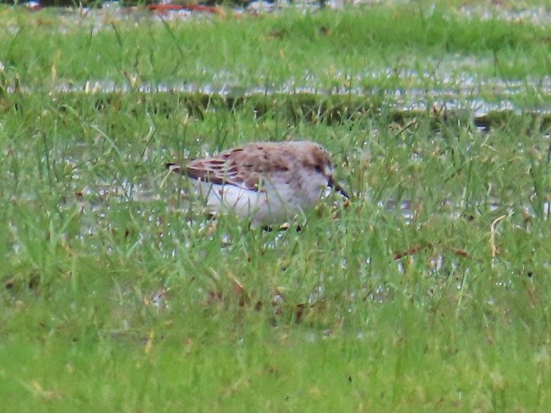 Semipalmated Sandpiper - Karen Lebing