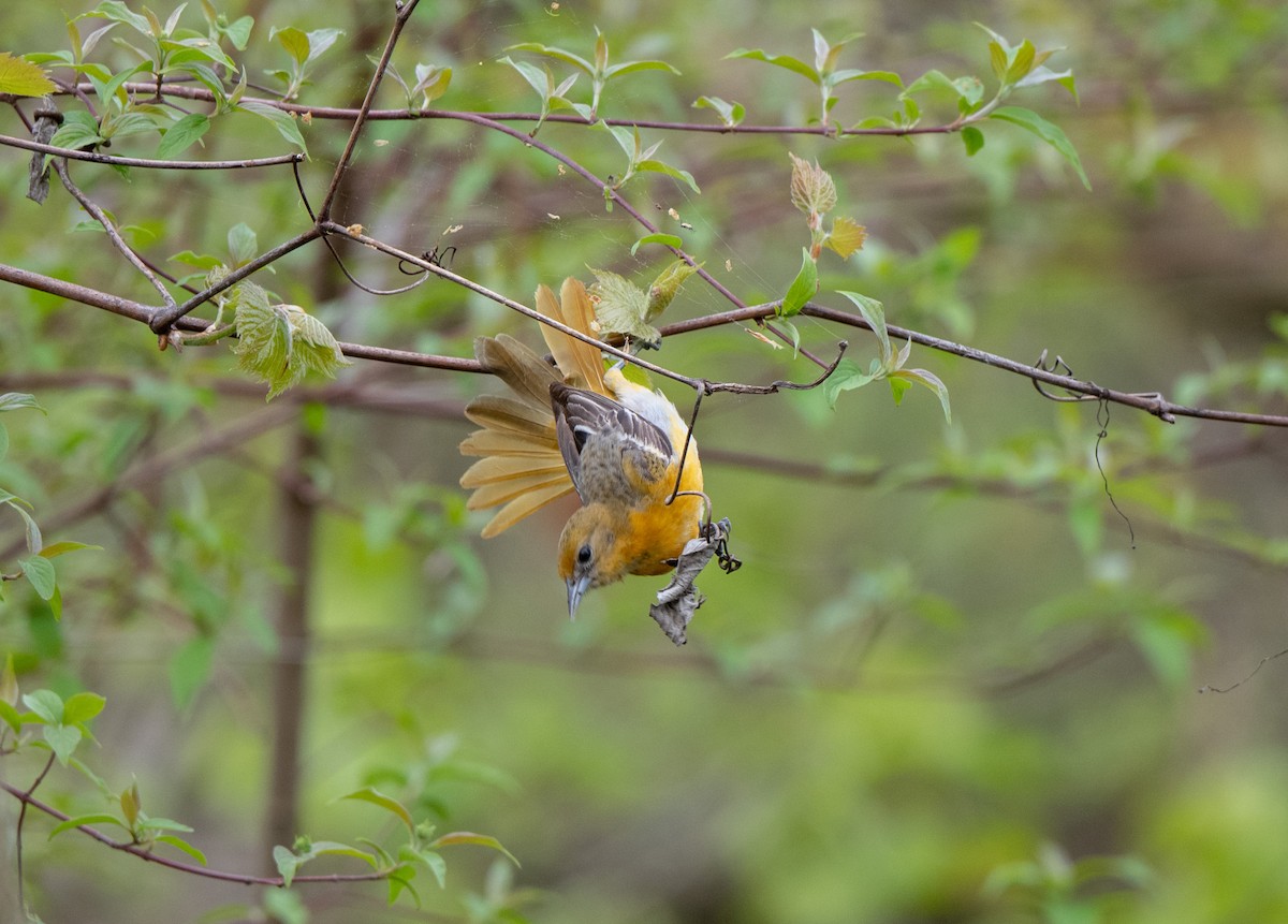 Baltimore Oriole - Marilyn White