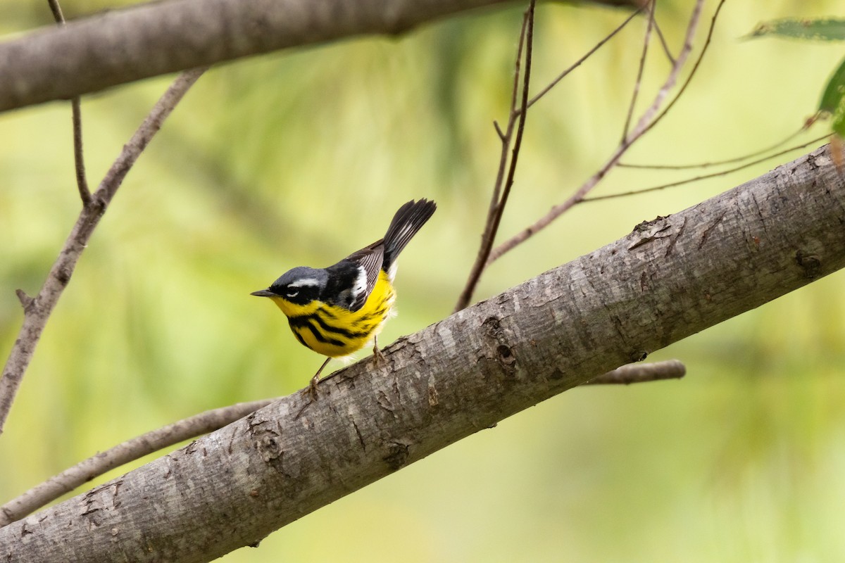 Magnolia Warbler - Jason Page