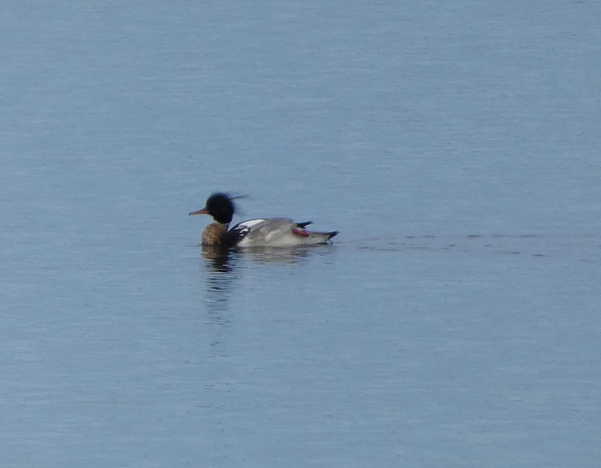 Red-breasted Merganser - Mike Tuer