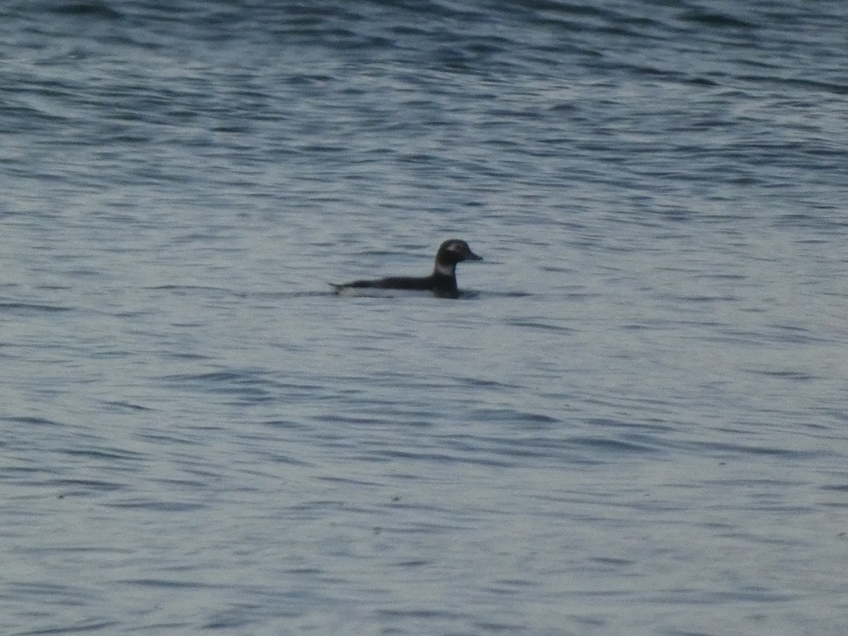 Long-tailed Duck - Ethan  Greenberg