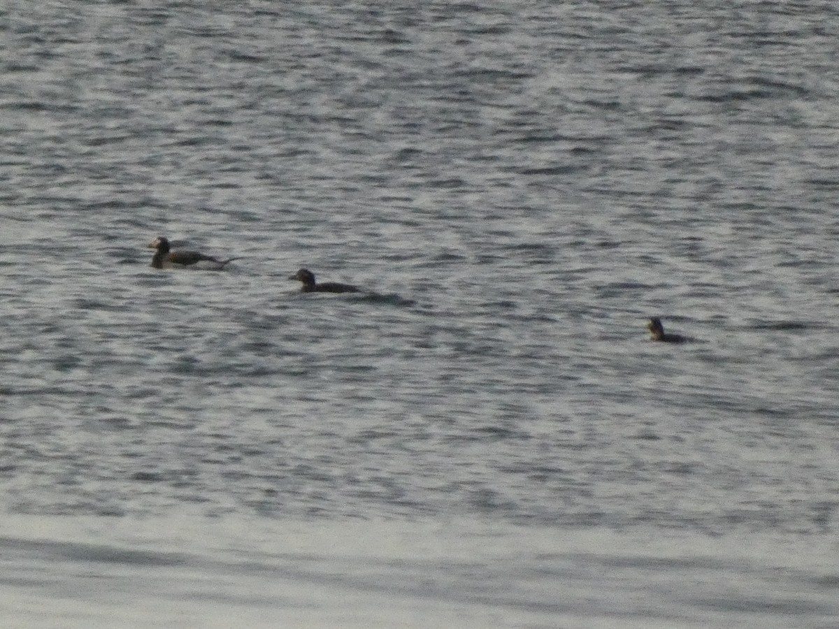 Long-tailed Duck - Ethan  Greenberg