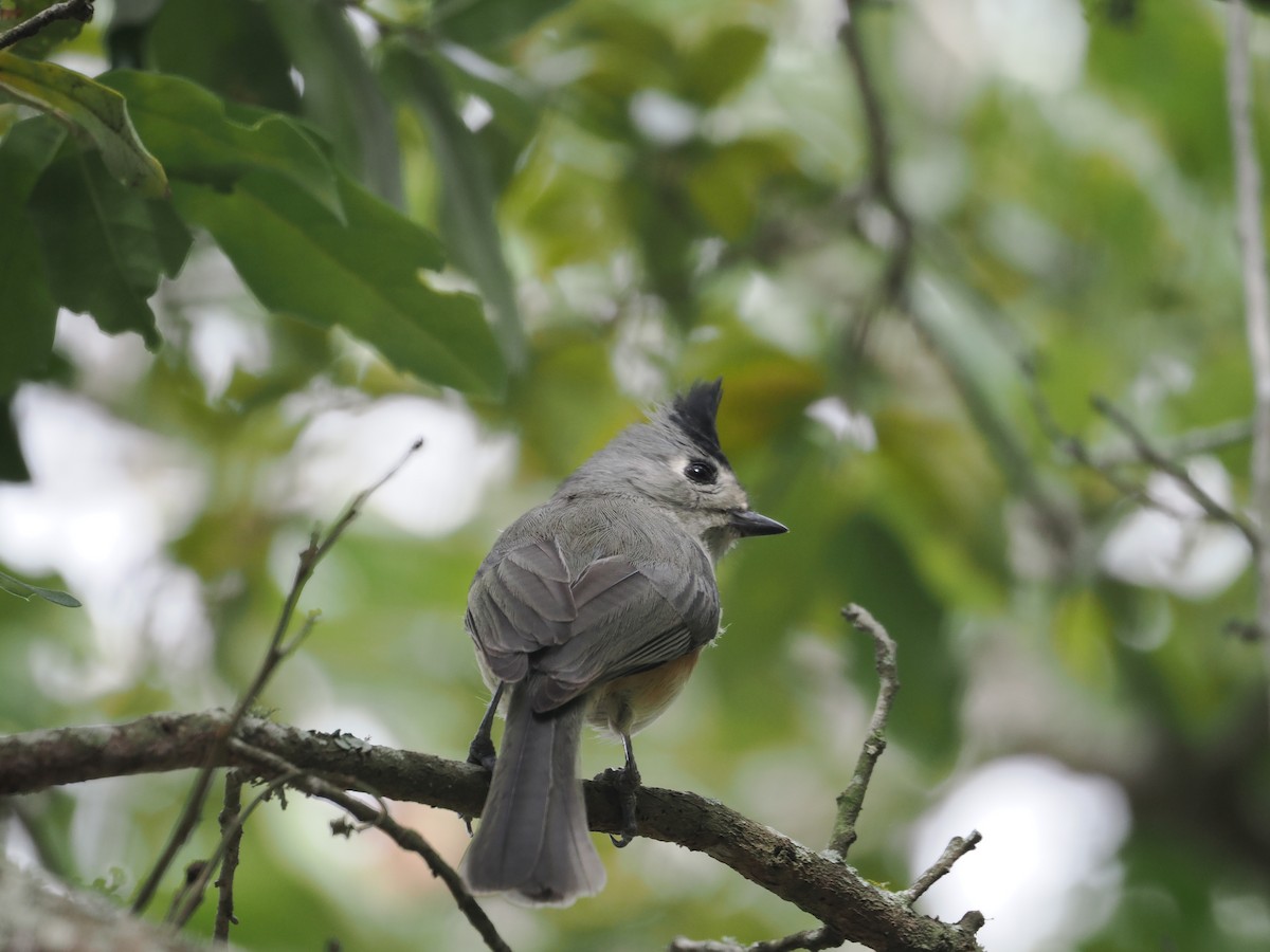 Black-crested Titmouse - ML618833722