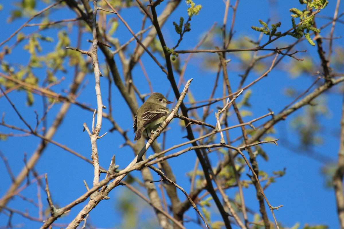 Least Flycatcher - Mark Miles