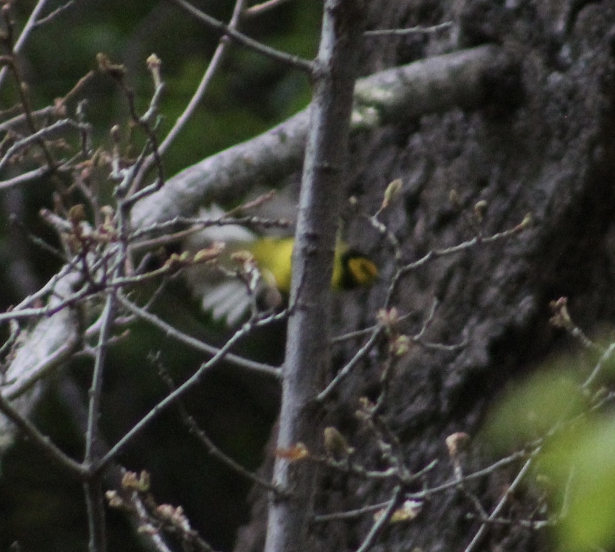 Hooded Warbler - Jacob Truetken