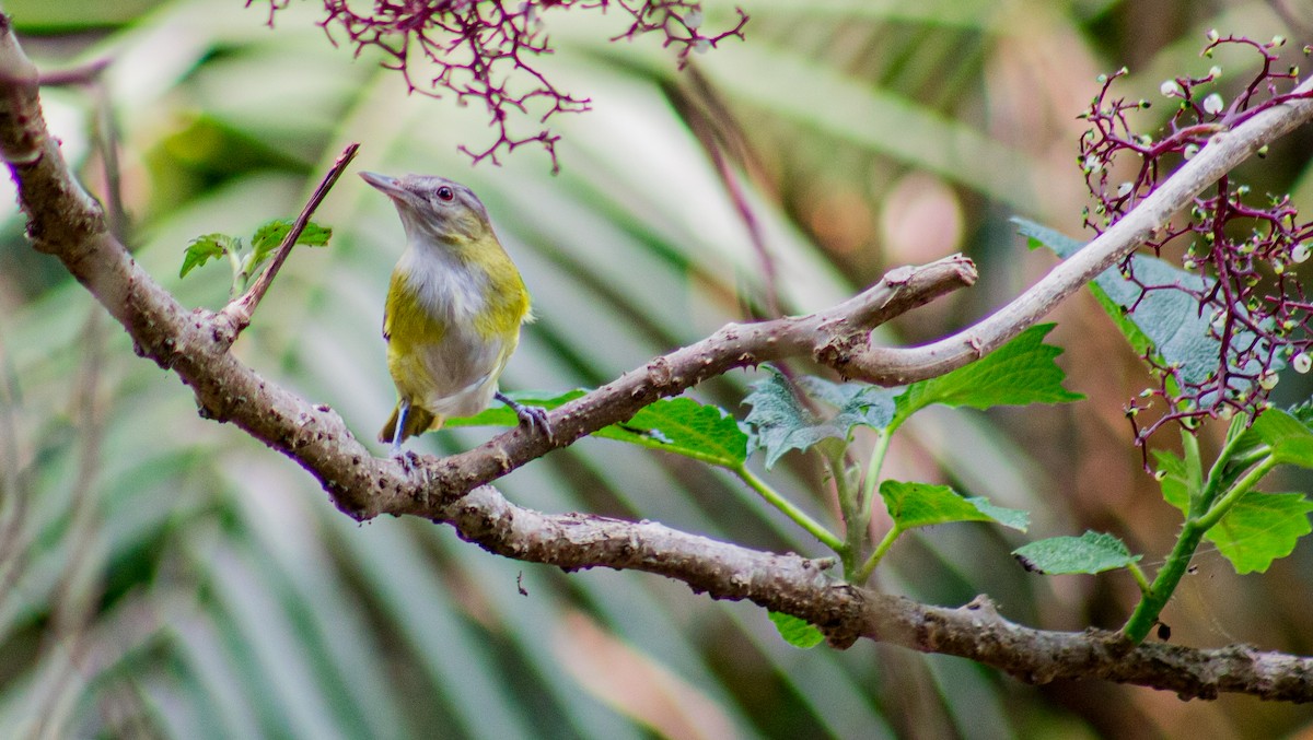 Yellow-green Vireo - Adalberto Gonzalez