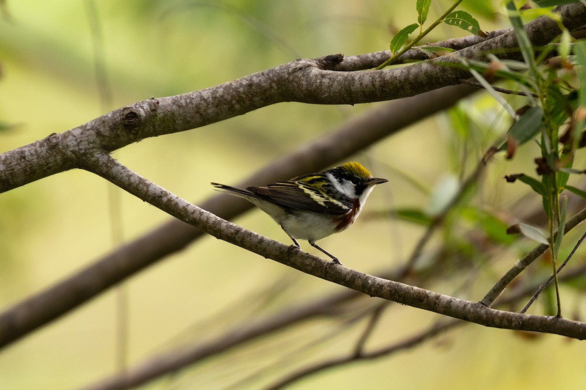 Chestnut-sided Warbler - Jason Page