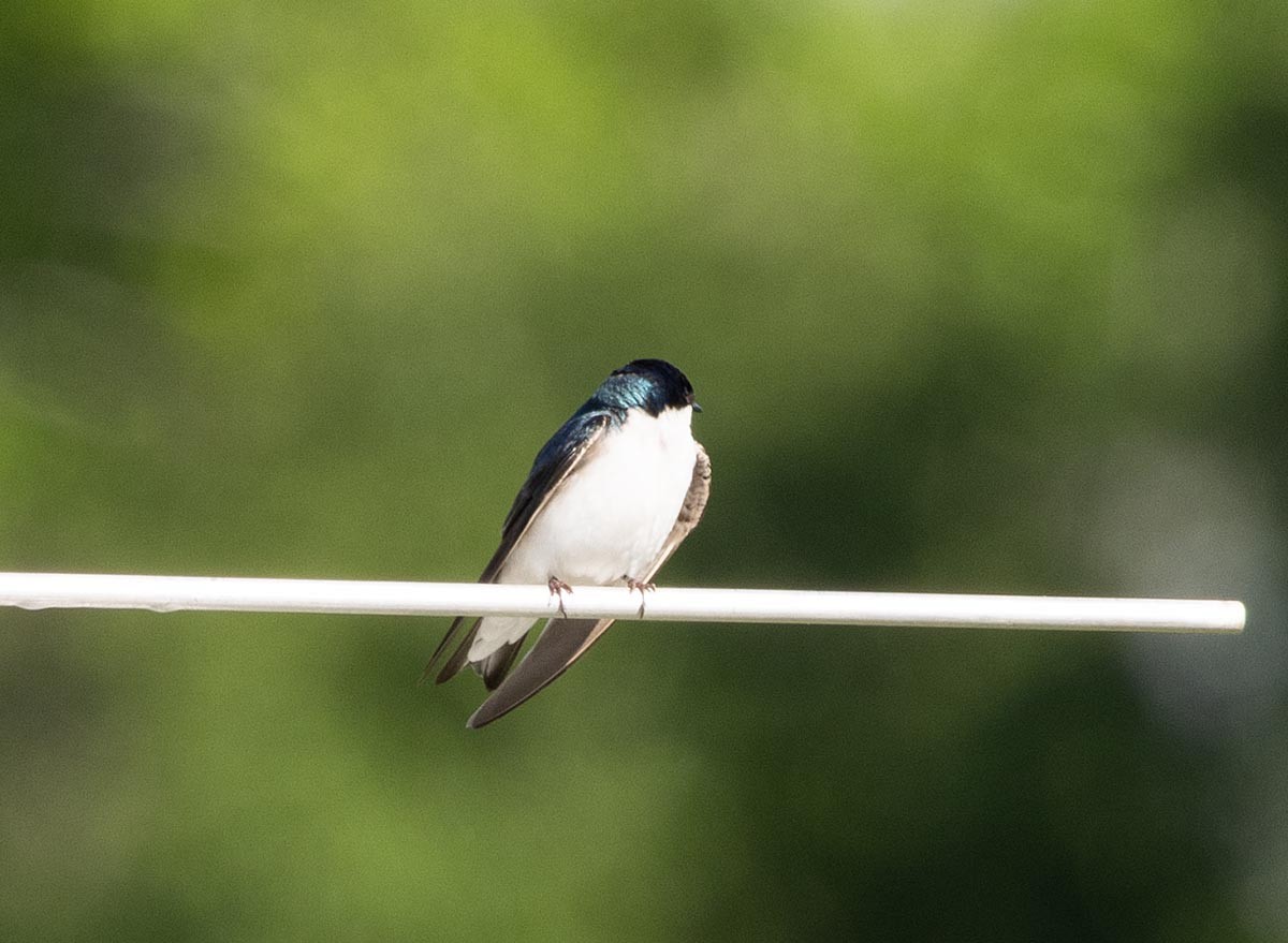 Tree Swallow - Janis Stone