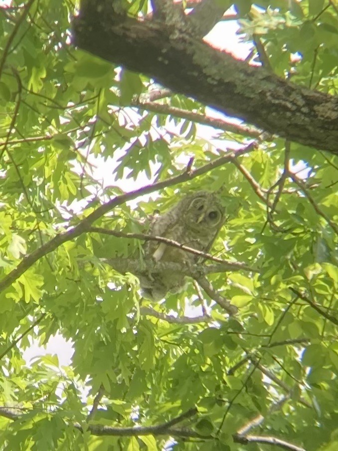 Barred Owl - George and Terri B