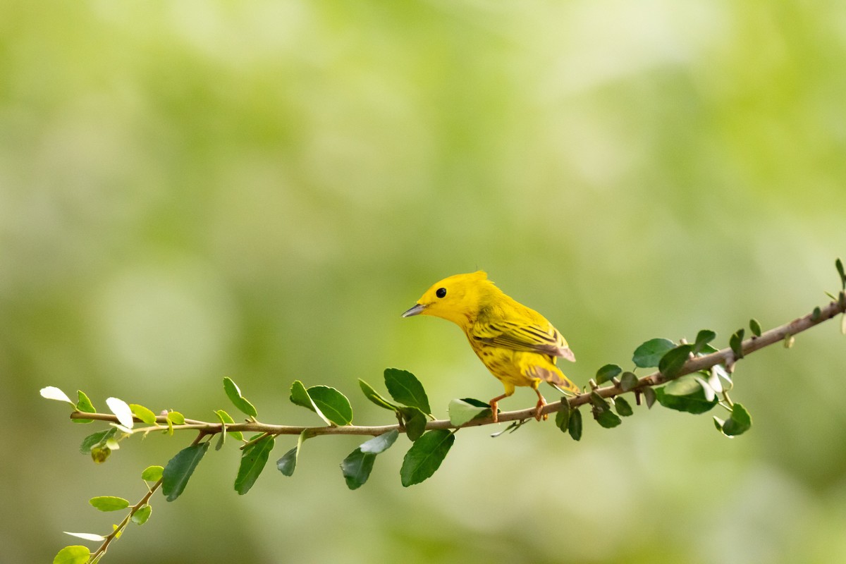 Yellow Warbler - Jason Page