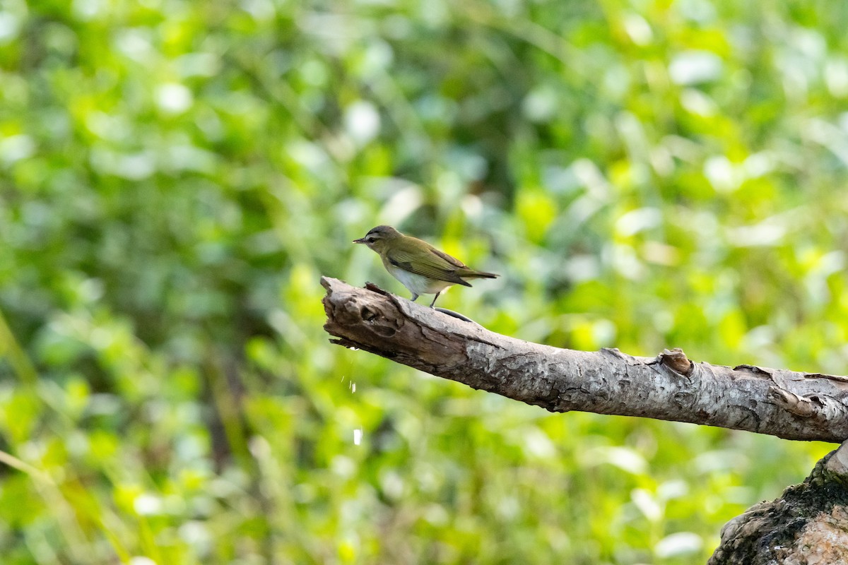 Kızıl Gözlü Vireo - ML618833756