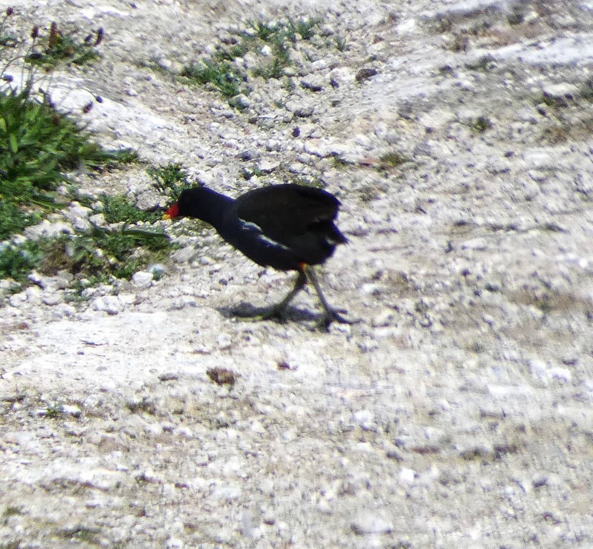 Eurasian Moorhen - Mike Tuer