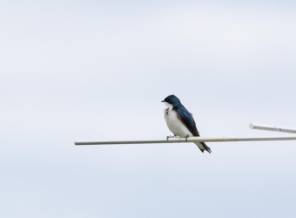 Tree Swallow - Janis Stone